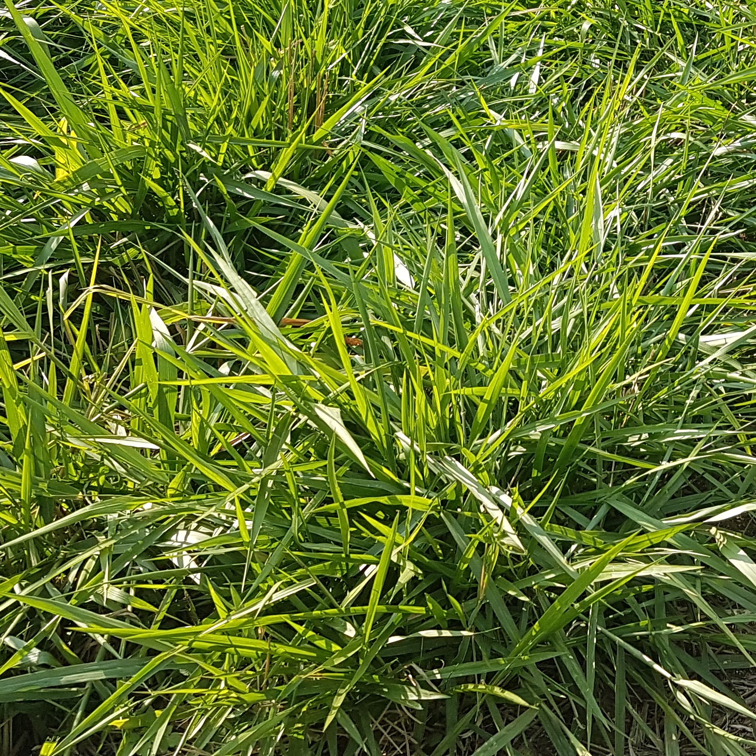 Marandu / Bread Grass / Broodgras - Brasuda