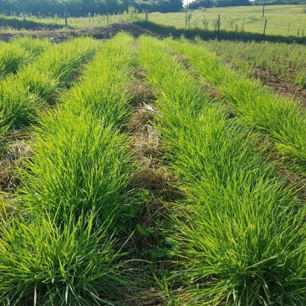 Tijuca / Manna Grass / Mannagras - Brasuda