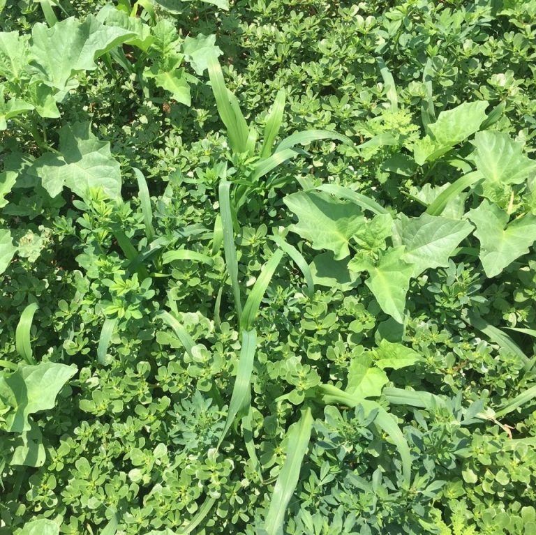 Super Summer Cover Crop Mix / Cover Crops - Brasuda