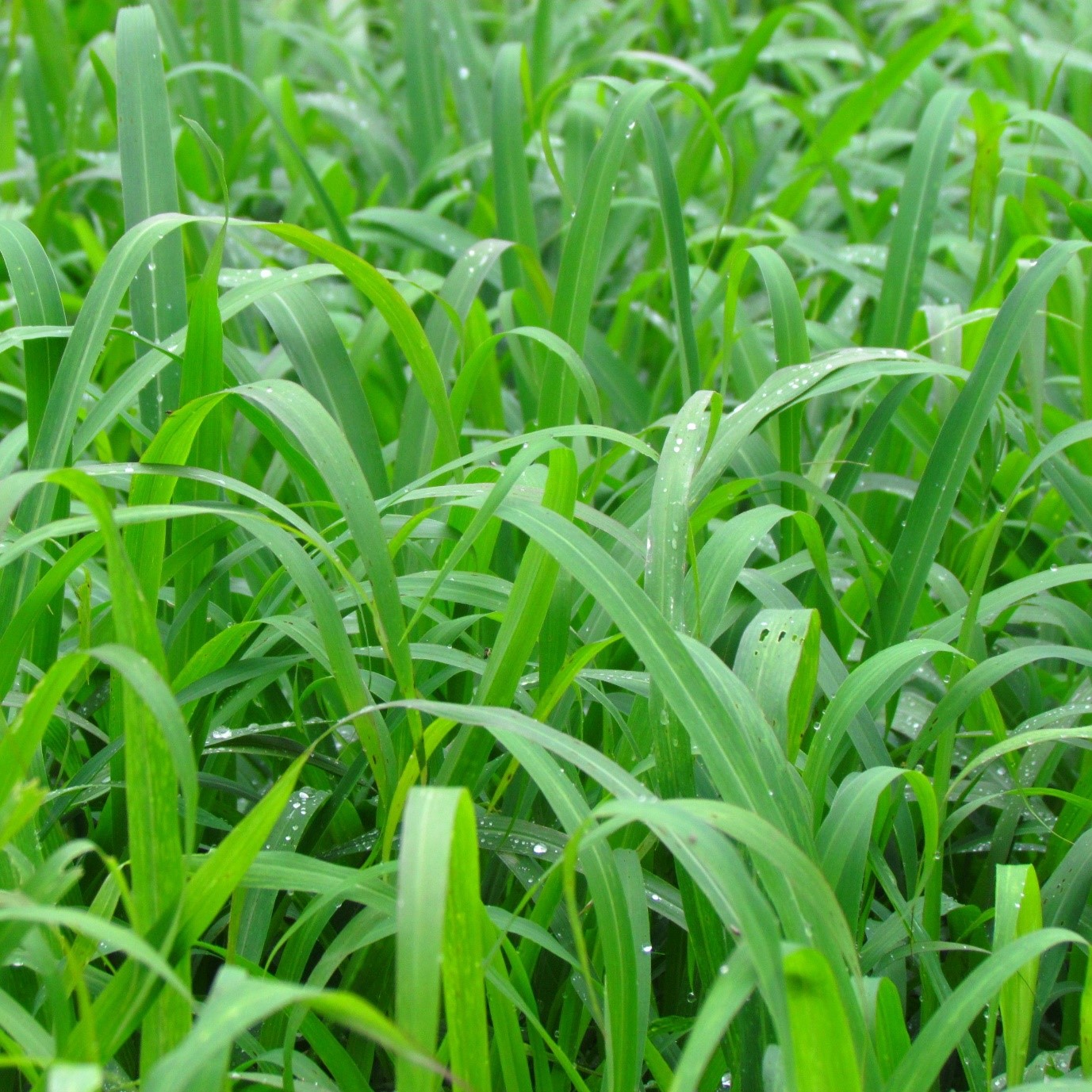 Forage Seeds Pasture Seeds Perennial And Annual Seeds Brasuda